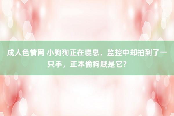 成人色情网 小狗狗正在寝息，监控中却拍到了一只手，正本偷狗贼是它？